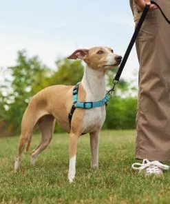 Frisco Padded Reflective No Pull Harness -Dog Cat Corner 277892 PT4. SY630 V1629816716