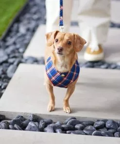 Frisco Fashion Over-The-Head Harness, Blue Plaid -Dog Cat Corner 287470 PT8. SY630 V1632316703