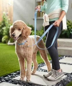 Frisco Fashion Leash, Striped -Dog Cat Corner 287495 PT8. SY630 V1632316707