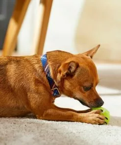 Frisco Fashion Collar, Brown Plaid -Dog Cat Corner 287507 PT8. SY630 V1632316914