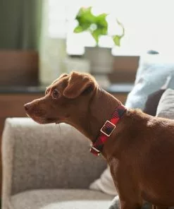 Frisco Fashion Collar, Buffalo Plaid -Dog Cat Corner 287509 PT8. SY630 V1632315534