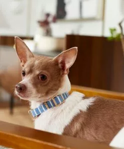 Frisco Fashion Collar, Striped -Dog Cat Corner 287511 PT8. SY630 V1632315168