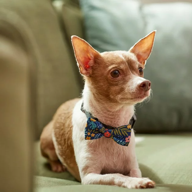 Frisco Fashion Bow, Tropical Floral 7 Frisco Fashion Bow, Tropical Floral - Image 5