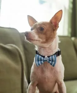 Frisco Fashion Bow, Striped -Dog Cat Corner 287532 PT8. SY630 V1632315586