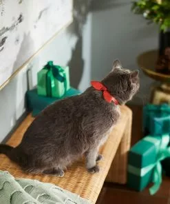 Frisco Holiday Hombre Cat Collar With Bow, Red, 8 - 12 inches, 3/8-in wide -Dog Cat Corner 289696 PT8. SY630 V1632189993