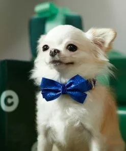 Frisco Glitter Dog Collar with Removeable Glitter Bow 13 Frisco Glitter Dog Collar with Removeable Glitter Bow -Dog Cat Corner 289712 PT8. SY630 V1632189788