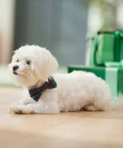 Frisco Festive Plaid Dog Collar with Removeable Plaid Bow -Dog Cat Corner 289725 PT8. SY630 V1632185927