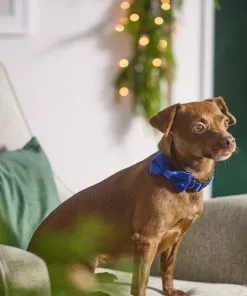 Frisco Velvet Dog Collar With Removeable Velvet Bow -Dog Cat Corner 289734 PT8. SY630 V1632186735