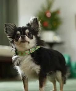 Frisco Gingerbread Cheer Dog Collar -Dog Cat Corner 289752 PT8. SY630 V1632185508