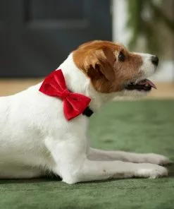 Frisco Removeable Velvet Collar Bow 11 Frisco Removeable Velvet Collar Bow -Dog Cat Corner 289810 PT8. SY630 V1632186784