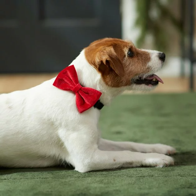 Frisco Removeable Velvet Collar Bow 7 Frisco Removeable Velvet Collar Bow - Image 5