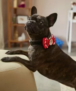 Frisco Removeable Santa & Stripes Collar Bow, XS/SM 11 Frisco Removeable Santa & Stripes Collar Bow, XS/SM -Dog Cat Corner 289829 PT8. SY630 V1632188889