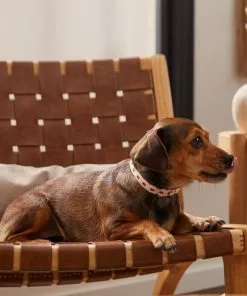 Frisco Fantastic Foxes Dog Collar -Dog Cat Corner 291237 PT3. SY630 V1629487905