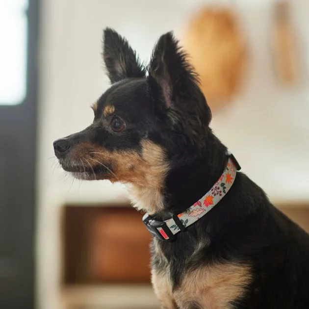 Frisco Mountain Leaves Dog Collar 6 Frisco Mountain Leaves Dog Collar - Image 4