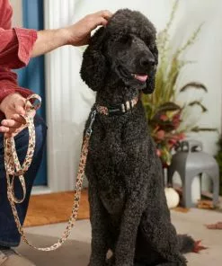 Frisco Thanksgiving Turkey Dog Leash -Dog Cat Corner 291274 PT3. SY630 V1632337005