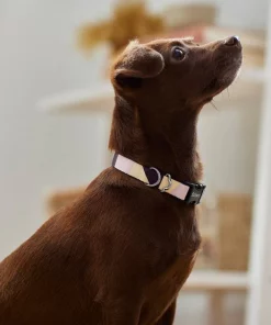 Frisco Purple Colorblock Dog Collar -Dog Cat Corner 291277 PT3. SY630 V1629488251