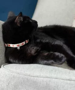 Frisco Fantastic Foxes Cat Collar, 8-12 Inches, 3/8-in wide 7 Frisco Fantastic Foxes Cat Collar, 8-12 Inches, 3/8-in wide -Dog Cat Corner 291318 PT3. SY630 V1629771142