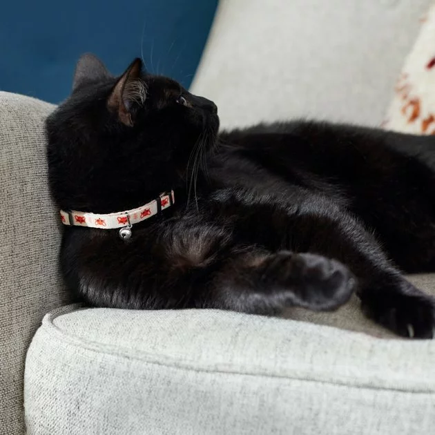 Frisco Fantastic Foxes Cat Collar, 8-12 Inches, 3/8-in wide 5 Frisco Fantastic Foxes Cat Collar, 8-12 Inches, 3/8-in wide - Image 3