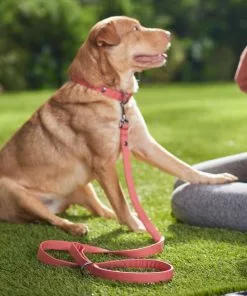 Frisco Monochromatic Dog Leash 9 Frisco Monochromatic Dog Leash -Dog Cat Corner 291585 PT8. SY630 V1633121848