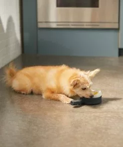 Frisco Brunch Breakfast Skillet Latex Squeaky Dog Toy, 2 count -Dog Cat Corner 297264 PT2. SY630 V1642088320