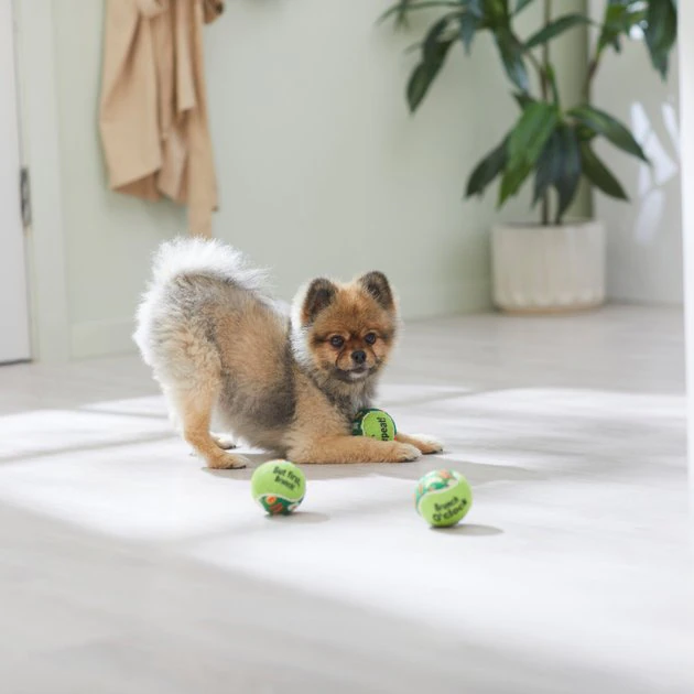 Frisco Brunch Fetch Squeaky Tennis Ball Dog Toy, 3 count 5 Frisco Brunch Fetch Squeaky Tennis Ball Dog Toy, 3 count - Image 3