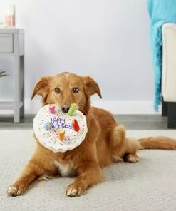 Frisco||The Lazy Dog Cookie Co. Frisco Plush Squeaking Birthday Cake Dog Toy, Small/Medium + The Lazy Dog Cookie Co. Happy Birthday Pup-PIE Dog Treat, Boy -Dog Cat Corner 297998 PT3. SY630 V1623254849