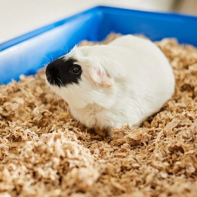 Frisco Corner Litter Box, Navy, Small + Small Animal Bedding, Natural 11 Frisco Corner Litter Box, Navy, Small + Small Animal Bedding, Natural - Image 9