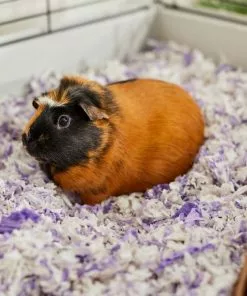 Frisco High Sided Litter Box + Small Animal Bedding, Lavender 17 Frisco High Sided Litter Box + Small Animal Bedding, Lavender -Dog Cat Corner 301932 PT7. SY630 V1644977520