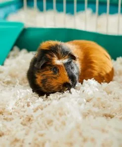 Frisco High Sided Litter Box + Small Animal Bedding, White 16 Frisco High Sided Litter Box + Small Animal Bedding, White -Dog Cat Corner 301936 PT6. SY630 V1644968830