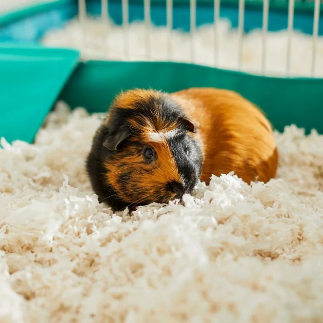 Frisco High Sided Litter Box + Small Animal Bedding, White 9 Frisco High Sided Litter Box + Small Animal Bedding, White - Image 7