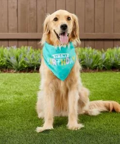 Frisco Birthday Bandana + Confetti Dog & Cat Hat -Dog Cat Corner 302368 PT5. SY630 V1633071424