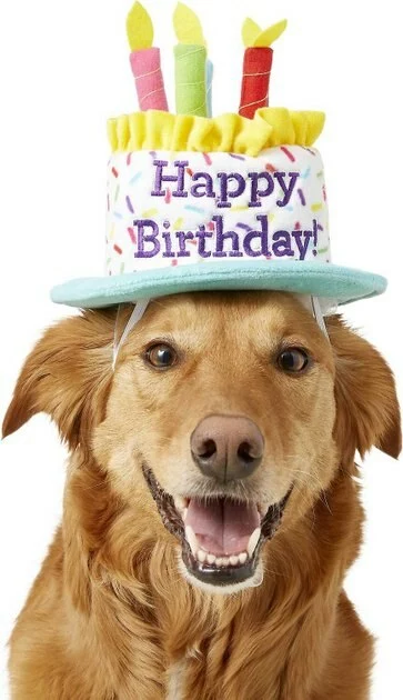 Frisco Birthday Cake Hat, Medium/Large + Dog & Cat T-Shirt, Blue 4 Frisco Birthday Cake Hat, Medium/Large + Dog & Cat T-Shirt, Blue - Image 2