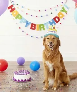 Frisco Birthday Cake Hat, Medium/Large + Dog & Cat T-Shirt, Blue 14 Frisco Birthday Cake Hat, Medium/Large + Dog & Cat T-Shirt, Blue -Dog Cat Corner 302376 PT3. SY630 V1623034048