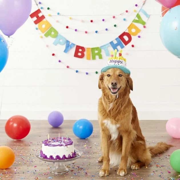 Frisco Birthday Cake Hat, Medium/Large + Dog & Cat T-Shirt, Blue 6 Frisco Birthday Cake Hat, Medium/Large + Dog & Cat T-Shirt, Blue - Image 4