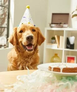 Frisco Confetti Birthday Hat, Small/Medium + Dog & Cat T-Shirt, Pink -Dog Cat Corner 302446 PT3. SY630 V1623070956