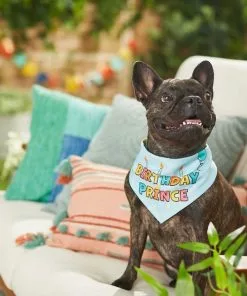 Frisco Birthday Prince Bandana, Medium/Large + Dog & Cat T-Shirt, Blue -Dog Cat Corner 302690 PT7. SY630 V1633067487