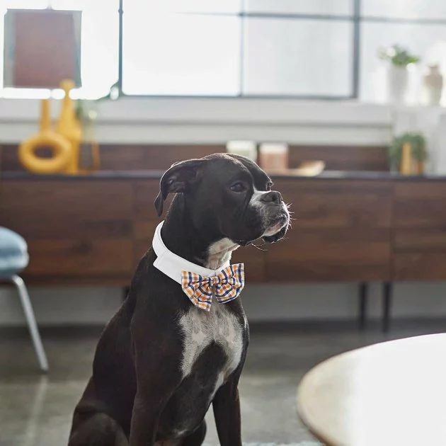 Frisco Plaid Dog & Cat Bow Tie, Orange & Blue + Polka Dot, Navy 7 Frisco Plaid Dog & Cat Bow Tie, Orange & Blue + Polka Dot, Navy - Image 5