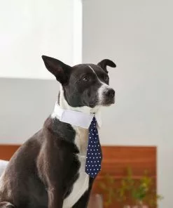 Frisco Plaid Dog & Cat Bow Tie, Orange & Blue + Polka Dot, Navy 18 Frisco Plaid Dog & Cat Bow Tie, Orange & Blue + Polka Dot, Navy -Dog Cat Corner 302784 PT7. SY630 V1623057462