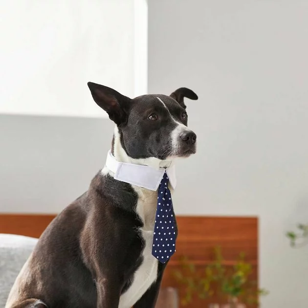 Frisco Plaid Dog & Cat Bow Tie, Orange & Blue + Polka Dot, Navy 10 Frisco Plaid Dog & Cat Bow Tie, Orange & Blue + Polka Dot, Navy - Image 8