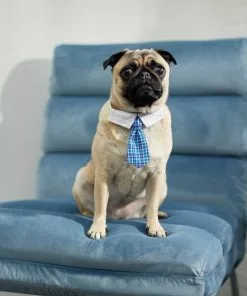 Frisco Plaid Dog & Cat Neck Tie, Blue Plaid + Polka Dot, Teal -Dog Cat Corner 302794 PT4. SY630 V1623041553