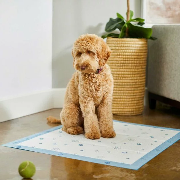 Frisco Fold & Carry Single Door Collapsible Wire Crate, 36 inch + Extra Large Printed Dog Training & Potty Pads, 28 x 34-in, 40 count, Unscented 11 Frisco Fold & Carry Single Door Collapsible Wire Crate, 36 inch + Extra Large Printed Dog Training & Potty Pads, 28 x 34-in, 40 count, Unscented - Image 9