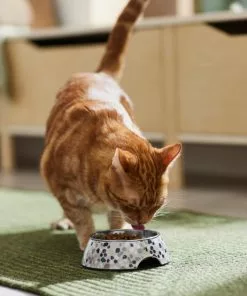 Frisco Terrazzo Design Stainless Steel Dog & Cat Bowl -Dog Cat Corner 311955 PT3. SY630 V1642535575