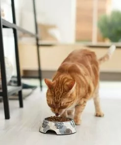 Frisco Animal Design Stainless Steel Dog & Cat Bowl -Dog Cat Corner 311959 PT3. SY630 V1642542458