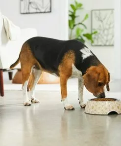 Frisco Circle Design Stainless Steel Dog & Cat Bowl -Dog Cat Corner 311967 PT2. SY630 V1642542871