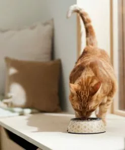 Frisco Circle Design Stainless Steel Dog & Cat Bowl -Dog Cat Corner 311967 PT3. SY630 V1642542535