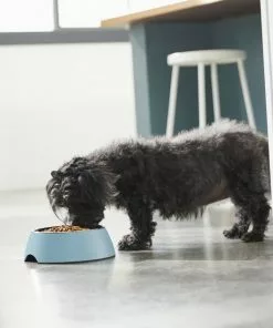 Frisco Coral Design Stainless Steel Dog & Cat Bowl, Teal -Dog Cat Corner 311971 PT2. SY630 V1642542820