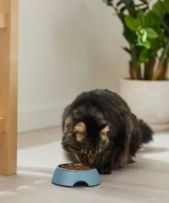 Frisco Coral Design Stainless Steel Dog & Cat Bowl, Teal -Dog Cat Corner 311971 PT3. SY630 V1642542516