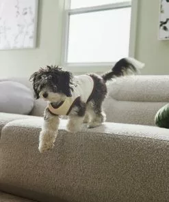 Frisco Problem Child Dog & Cat T-Shirt 13 Frisco Problem Child Dog & Cat T-Shirt -Dog Cat Corner 312064 PT8. SY630 V1644427134