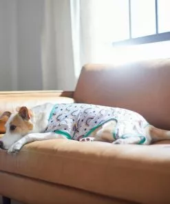 Frisco Rainbow Dog & Cat PJs -Dog Cat Corner 312280 PT8. SY630 V1644886098