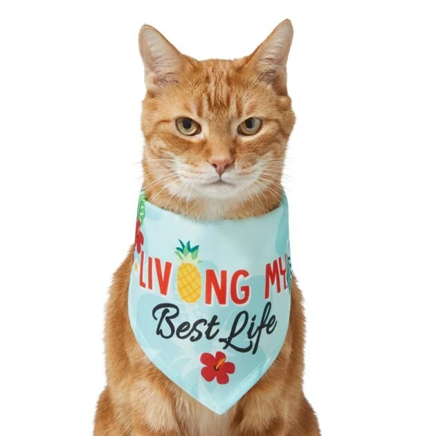 Frisco Living My Best Life Dog & Cat Bandana 5 Frisco Living My Best Life Dog & Cat Bandana - Image 3